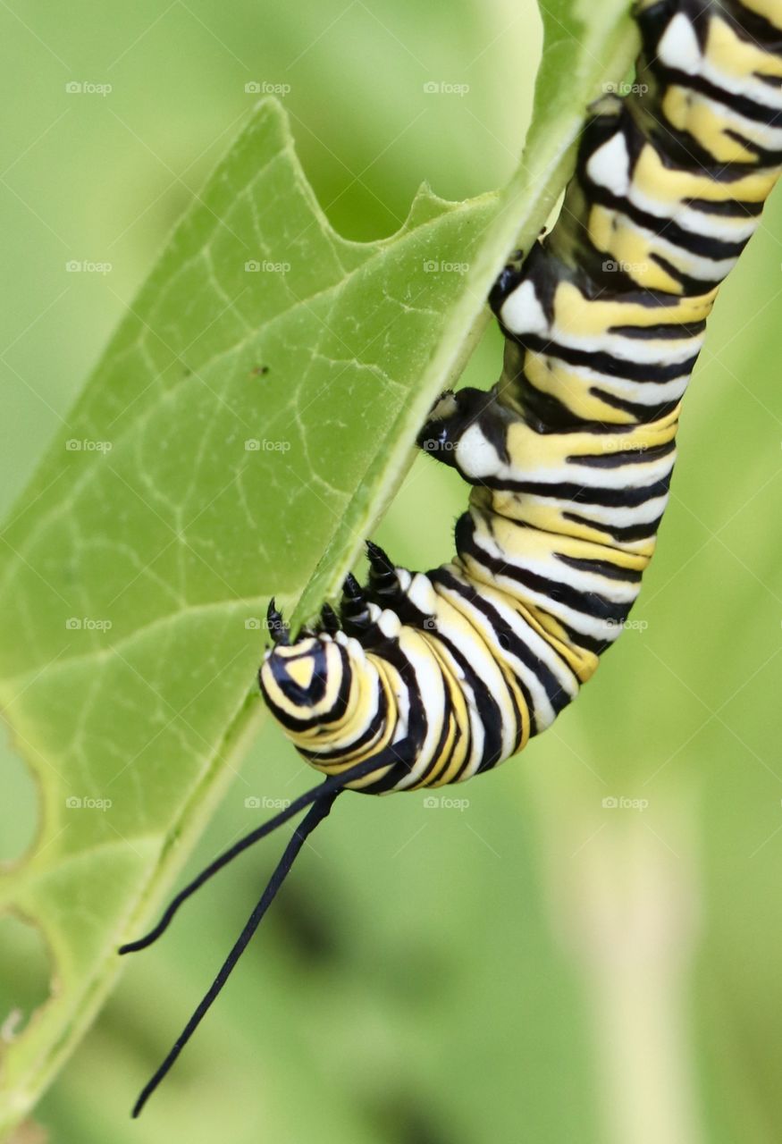 Monarch caterpillar macro 