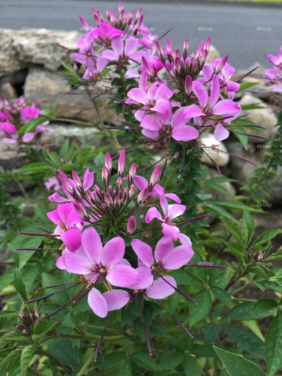 Beautiful flowers in CT