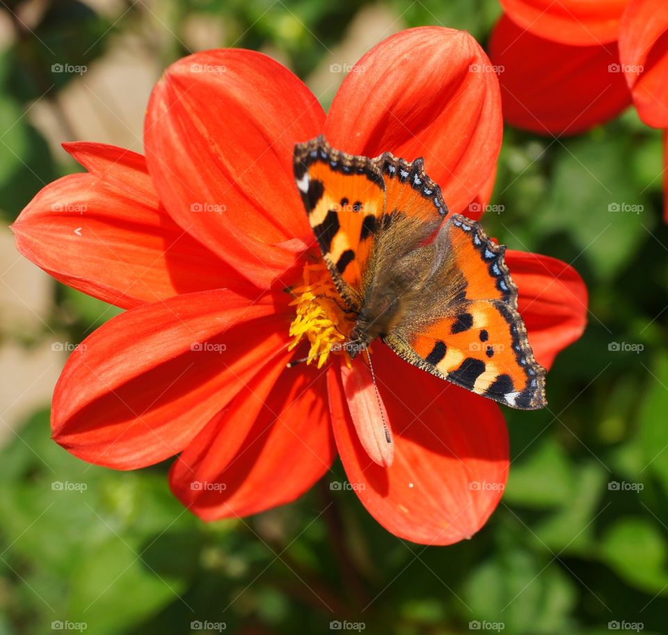 Butterfly at work