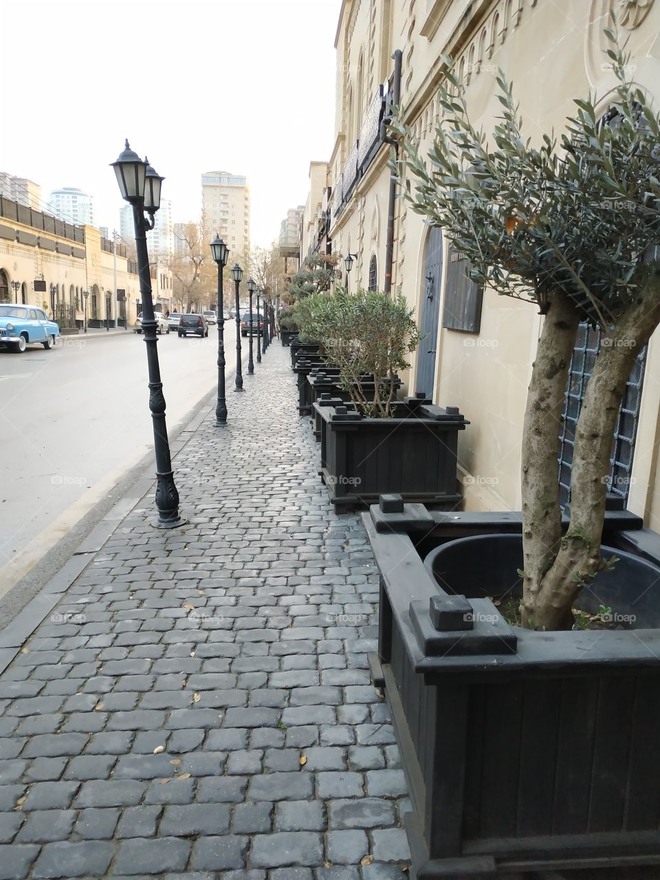 Olive tree on the street