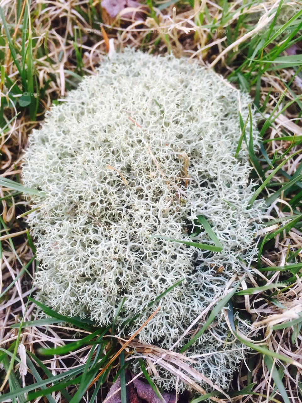 White moss growing in the ground
Upstate New York 