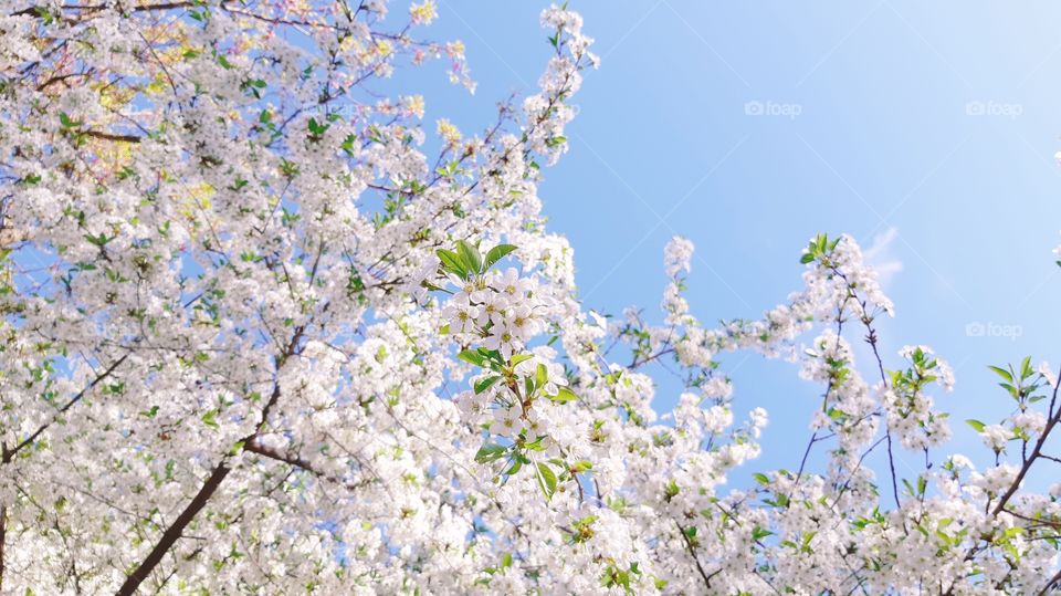 Blooming and spring sky