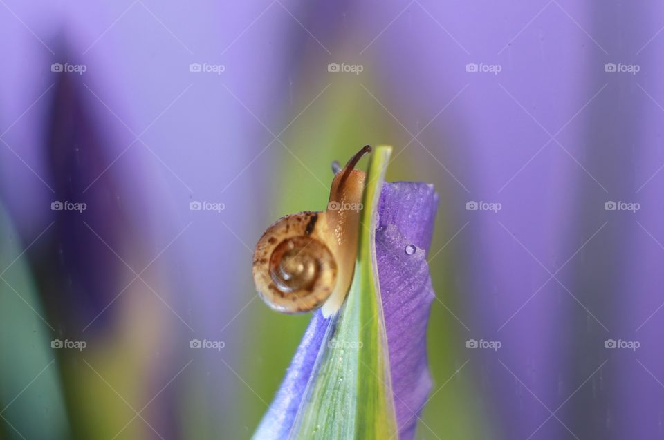 snail on a purple iris flower