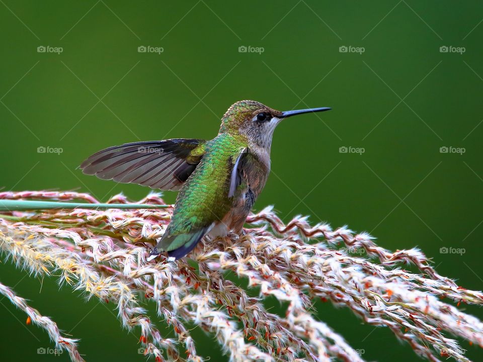 ruby-throated hummingbird