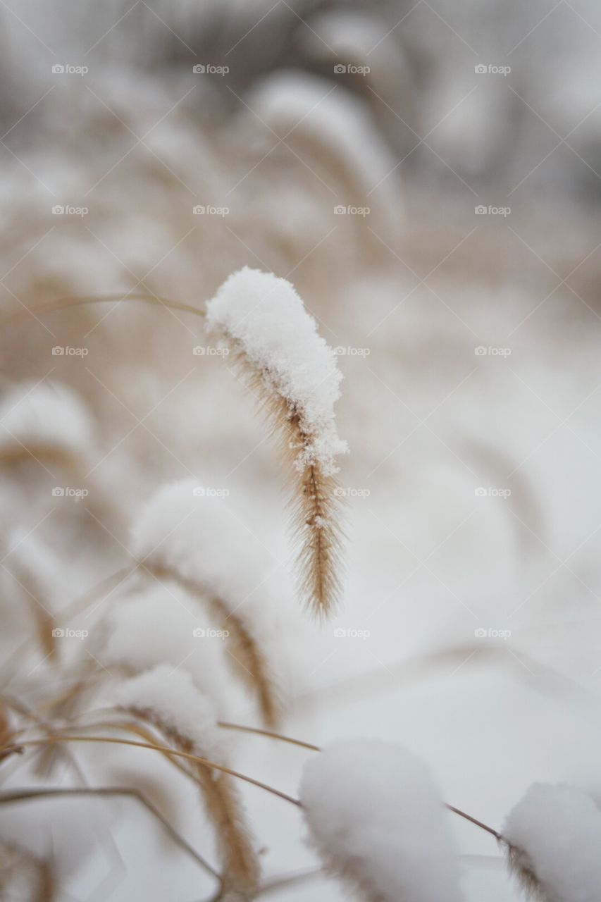 Winter plant