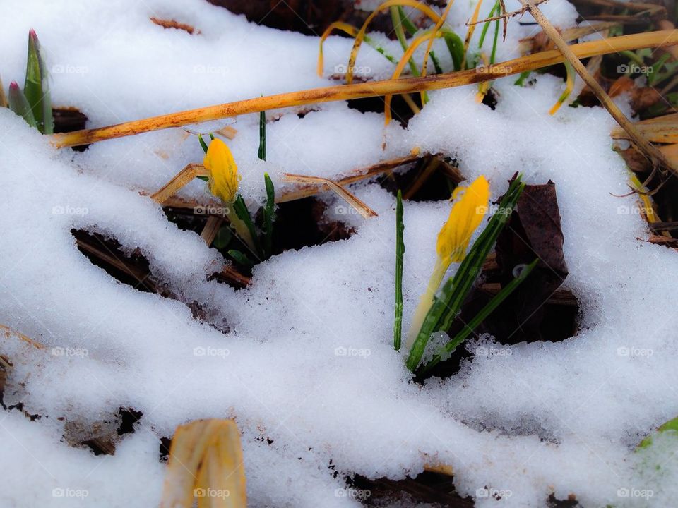 Yellow crocus