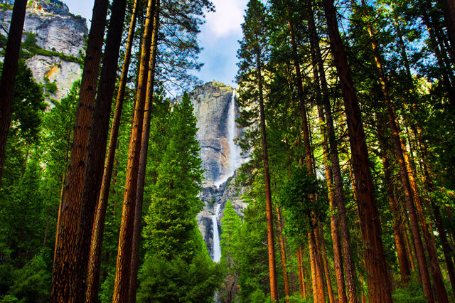 Yosemite falls among sequoias in Yosemite national park