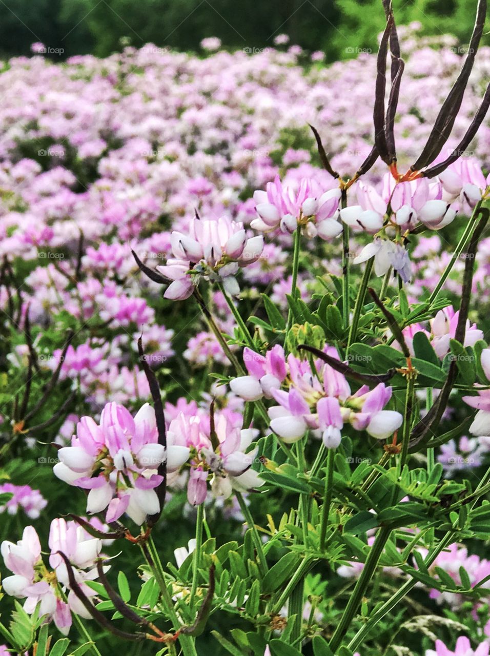 Field of wild flowers
