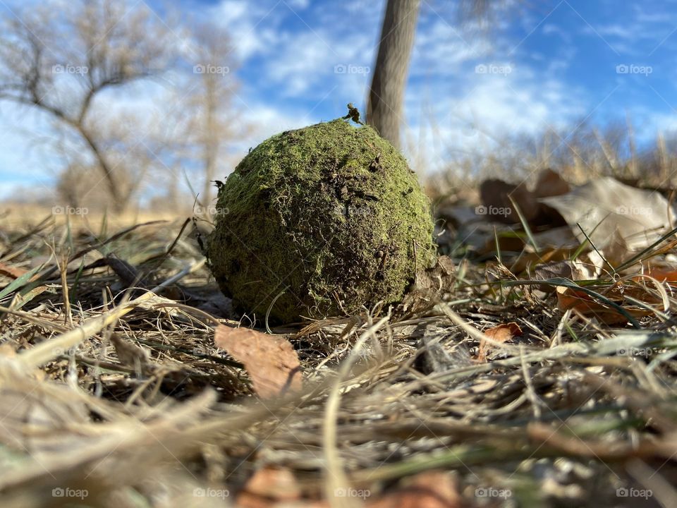 Moss ball
