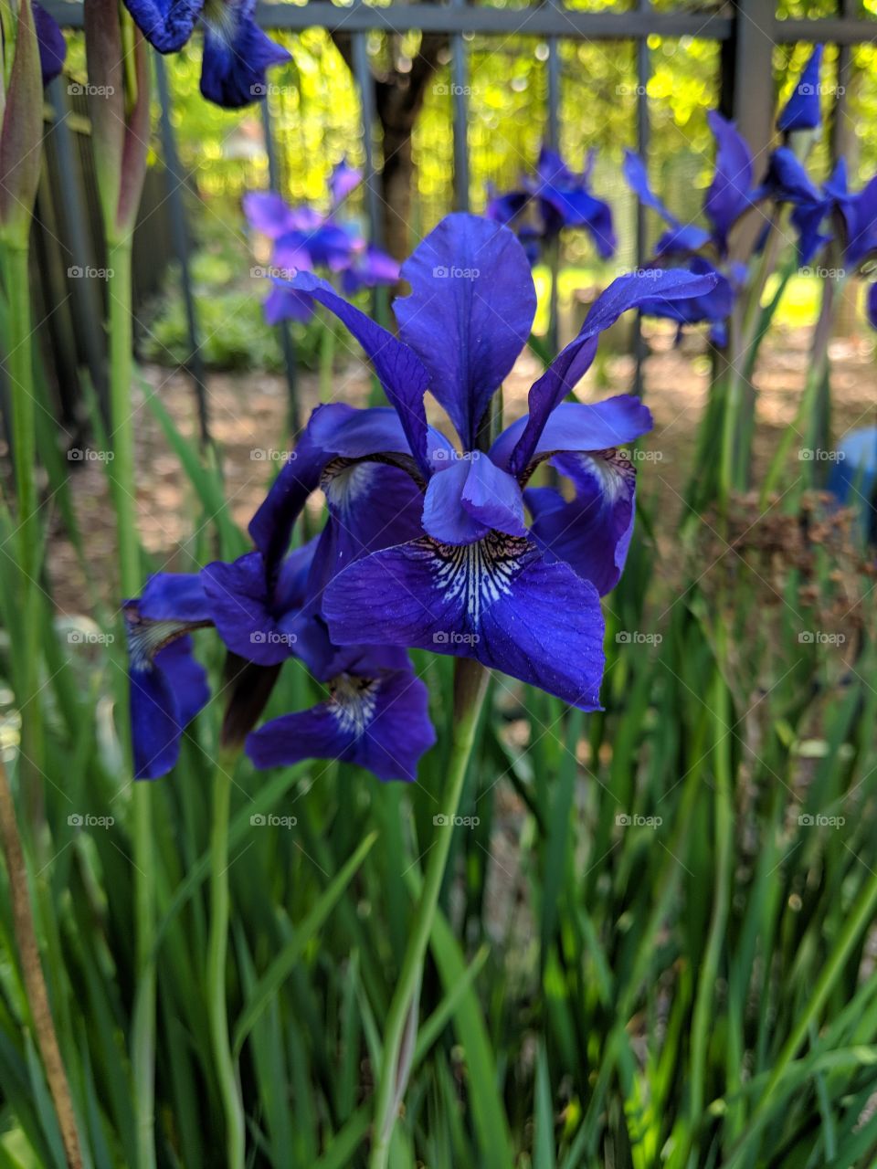 Blue Flower