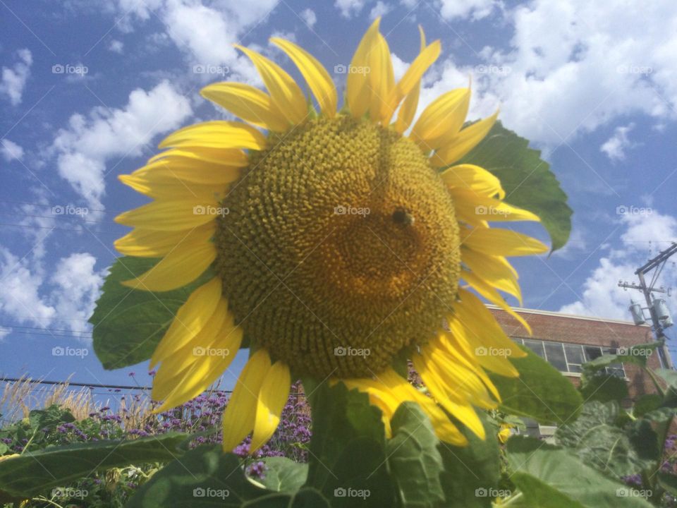 A Big Sunflower with a Bee on it