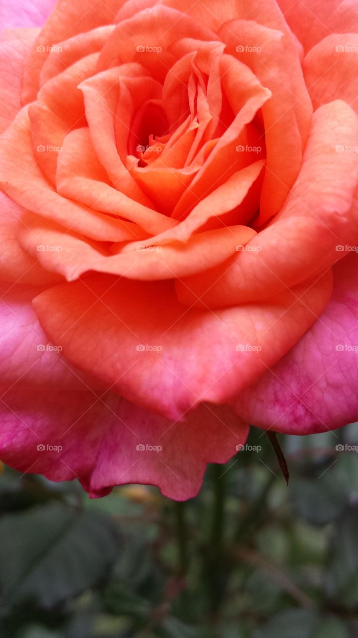 coral rose