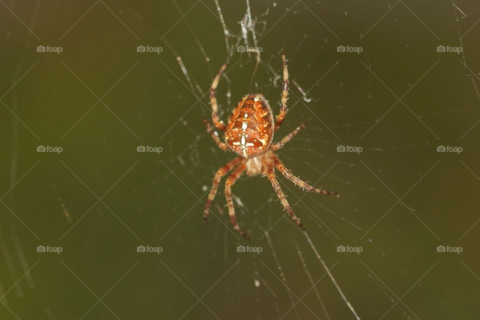 Tiny orange spider in web