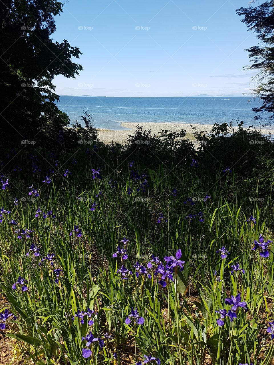 Garden field of lush grass and purple Iris flowers with opening view of blue ocean beach