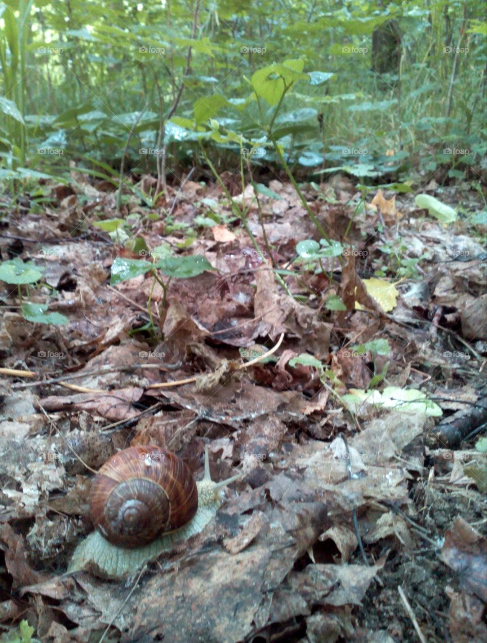 Nature, Leaf, Shellfish, Snail, Environment