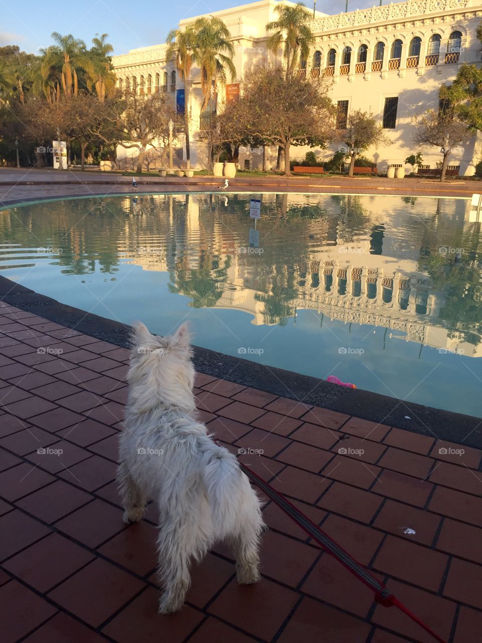 My westie puppy at Balboa park