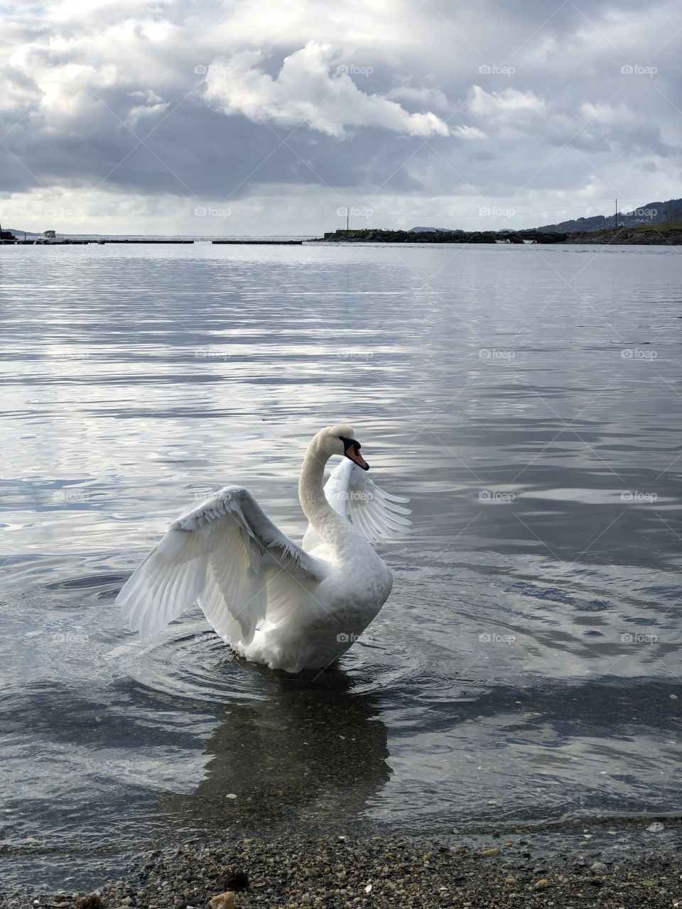 Swan, folding