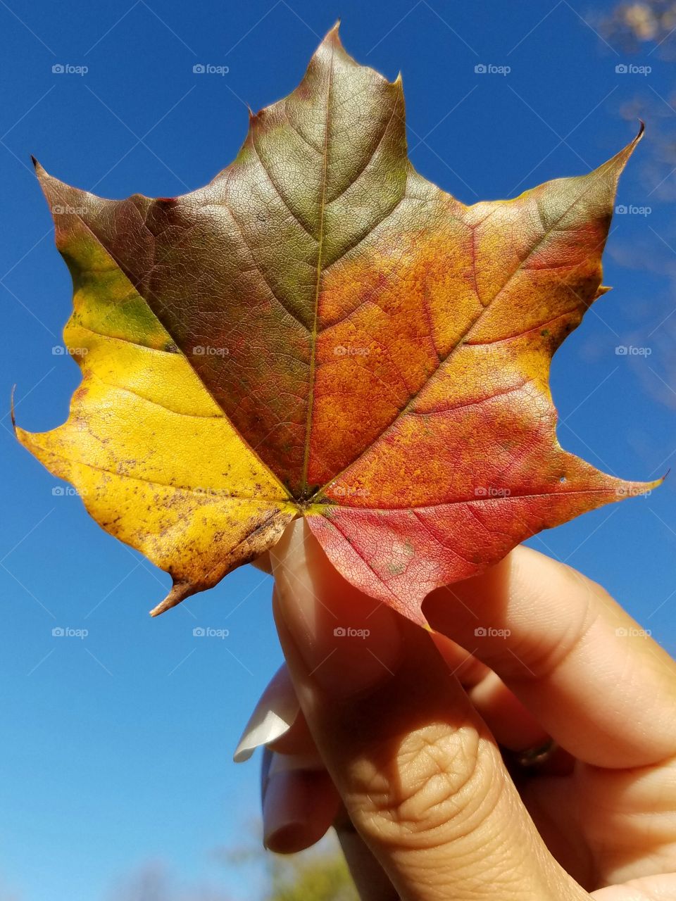 Beautiful autumn Maple leaf