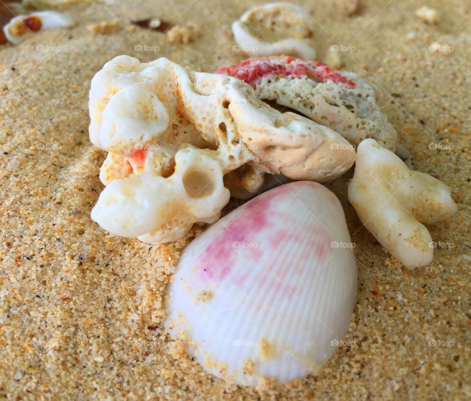 Seashell on beach