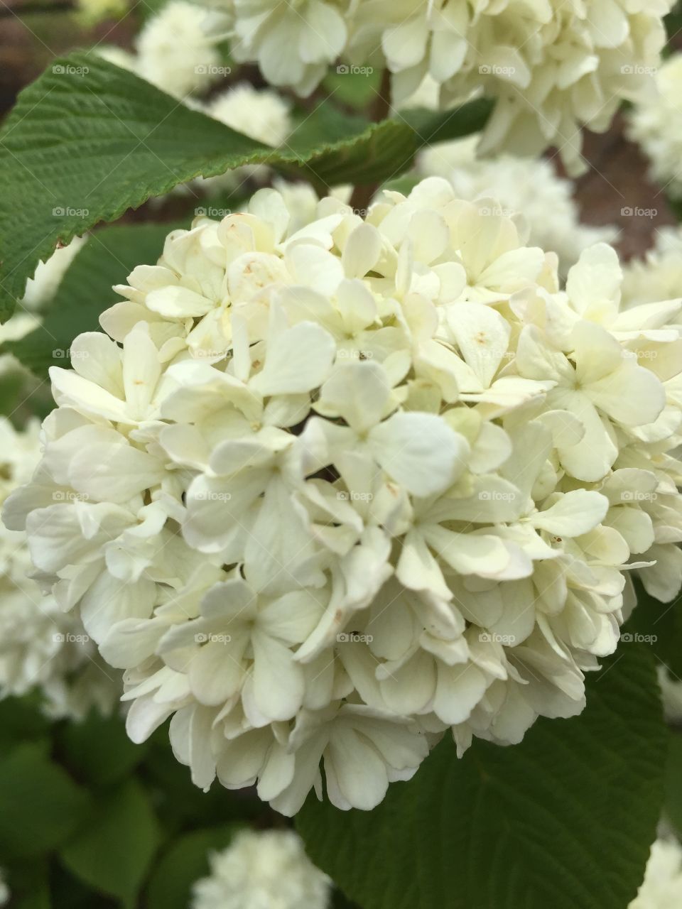 White flower