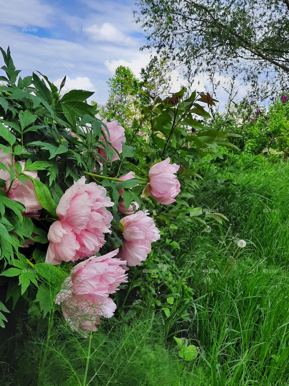 pink flowers of tree peony in May