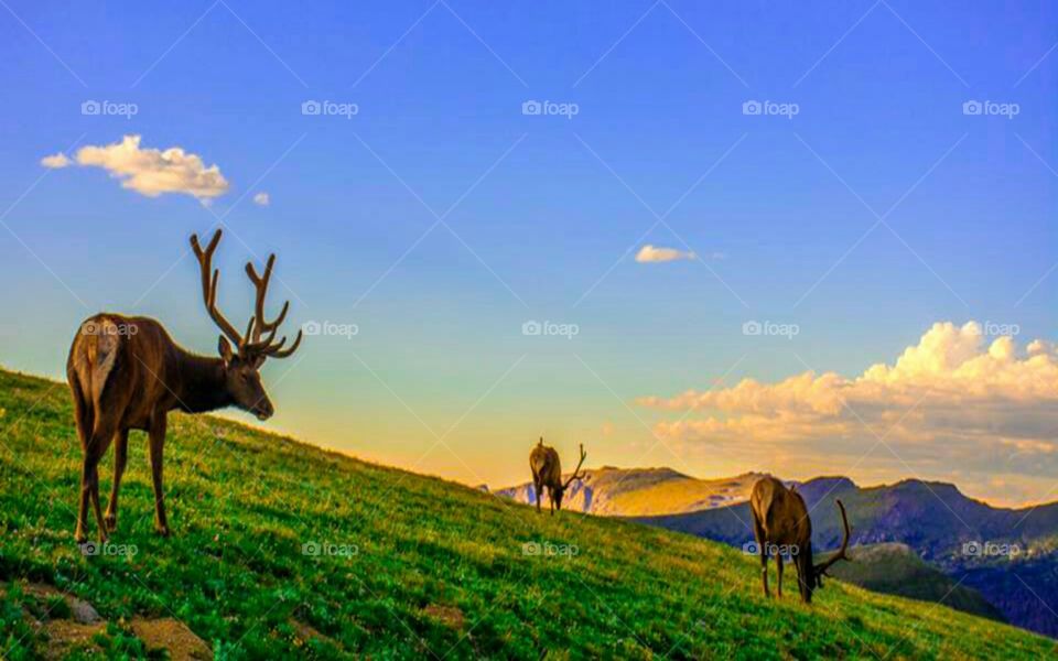 elk on the hillside