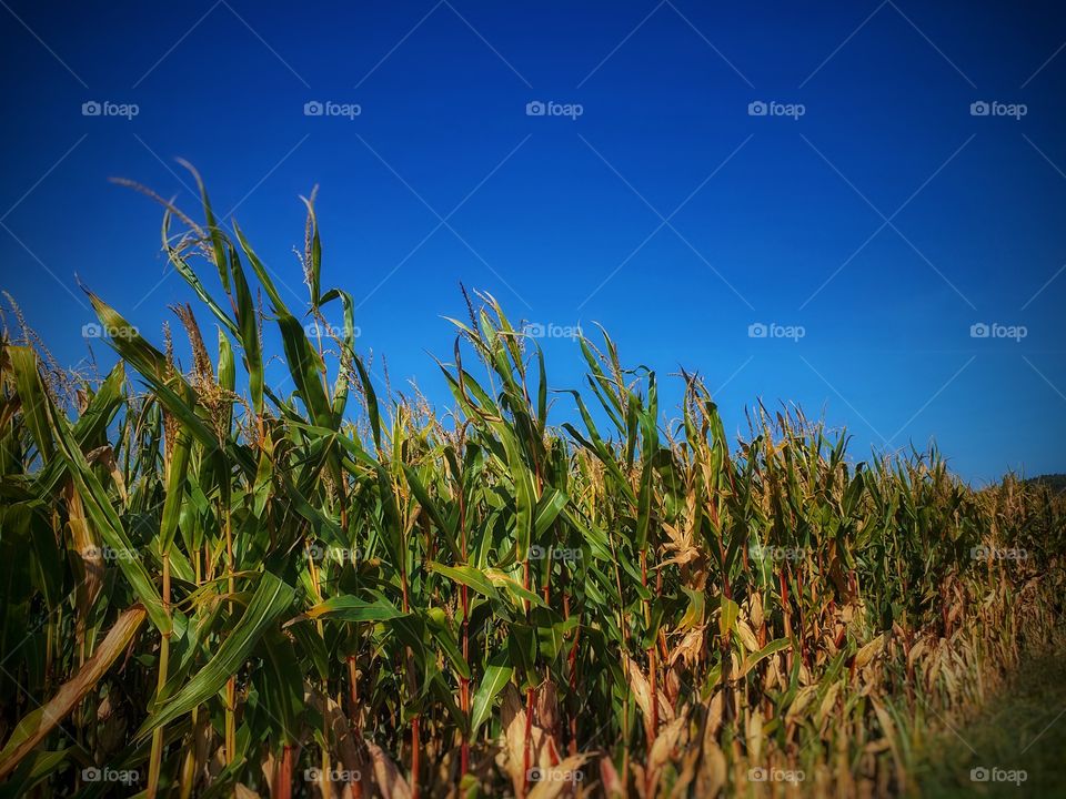 Cornfield against blue sky