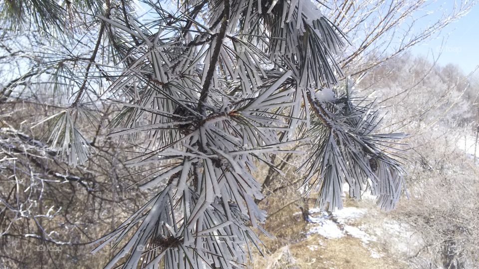 white needle
winter pine