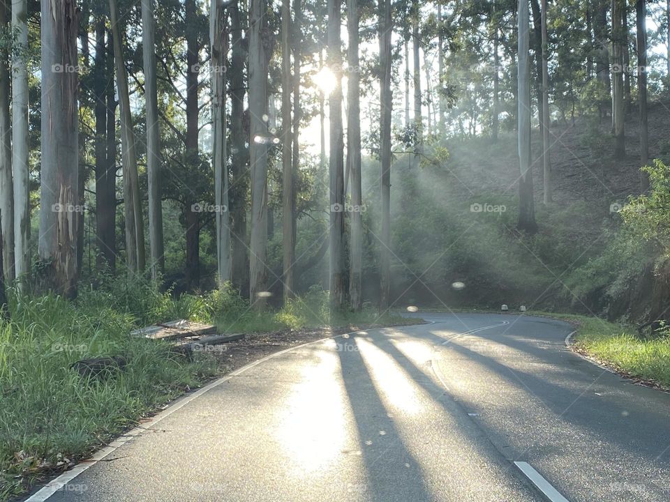 Sunset seen through trees