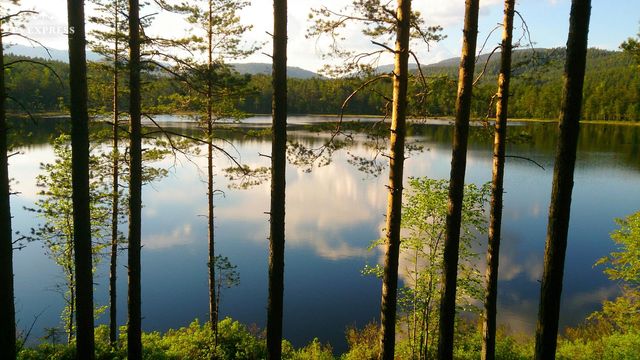 Calm lake in the woods.