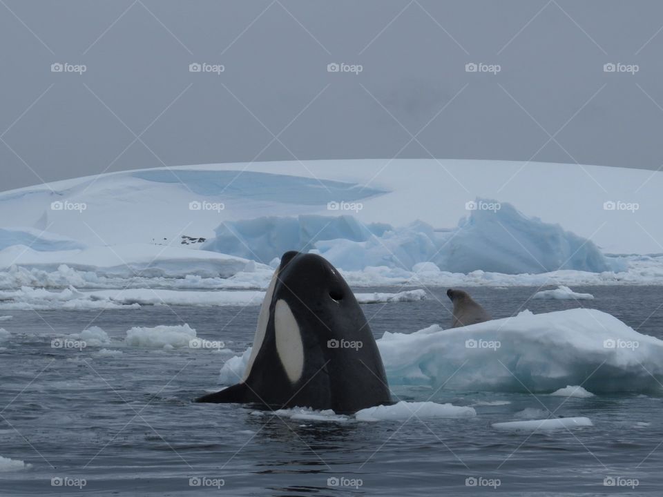 Killer whale spy hopping on a scared seal on a small ice berg.