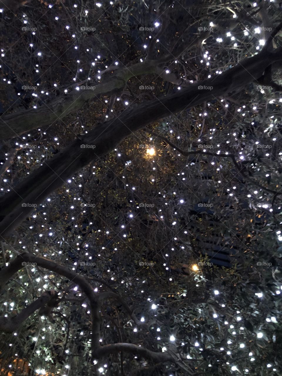 christmas lights in a tree
