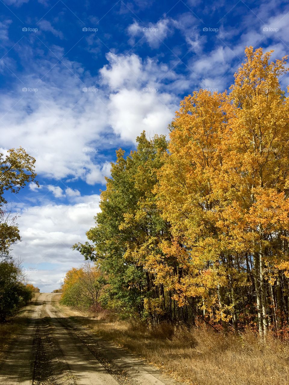 Saskatchewan autumn beauty 