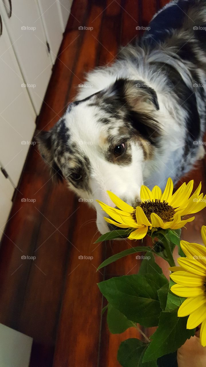 smelling the flowers