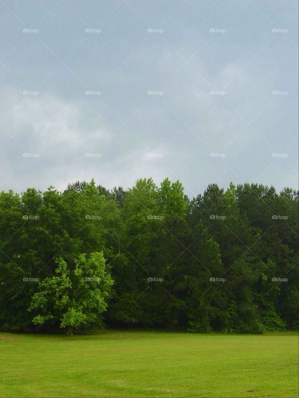 Trees in storm