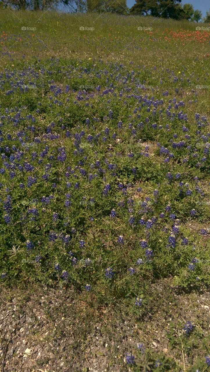Flower, Hayfield, No Person, Landscape, Outdoors