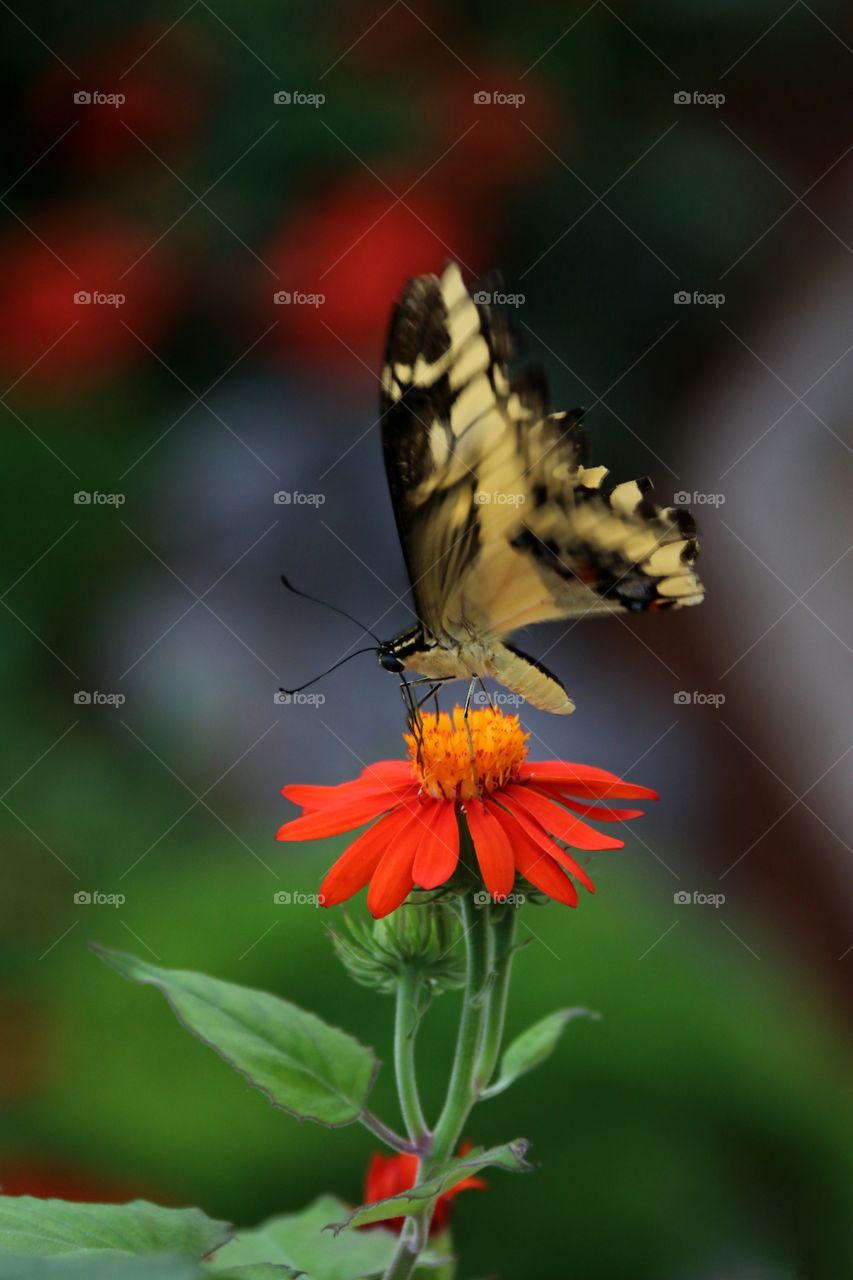 Yellow and. Lack butterfly atop a flower motion wings flapping macro
