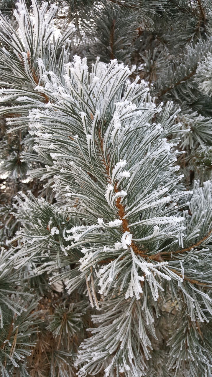 winter close-up