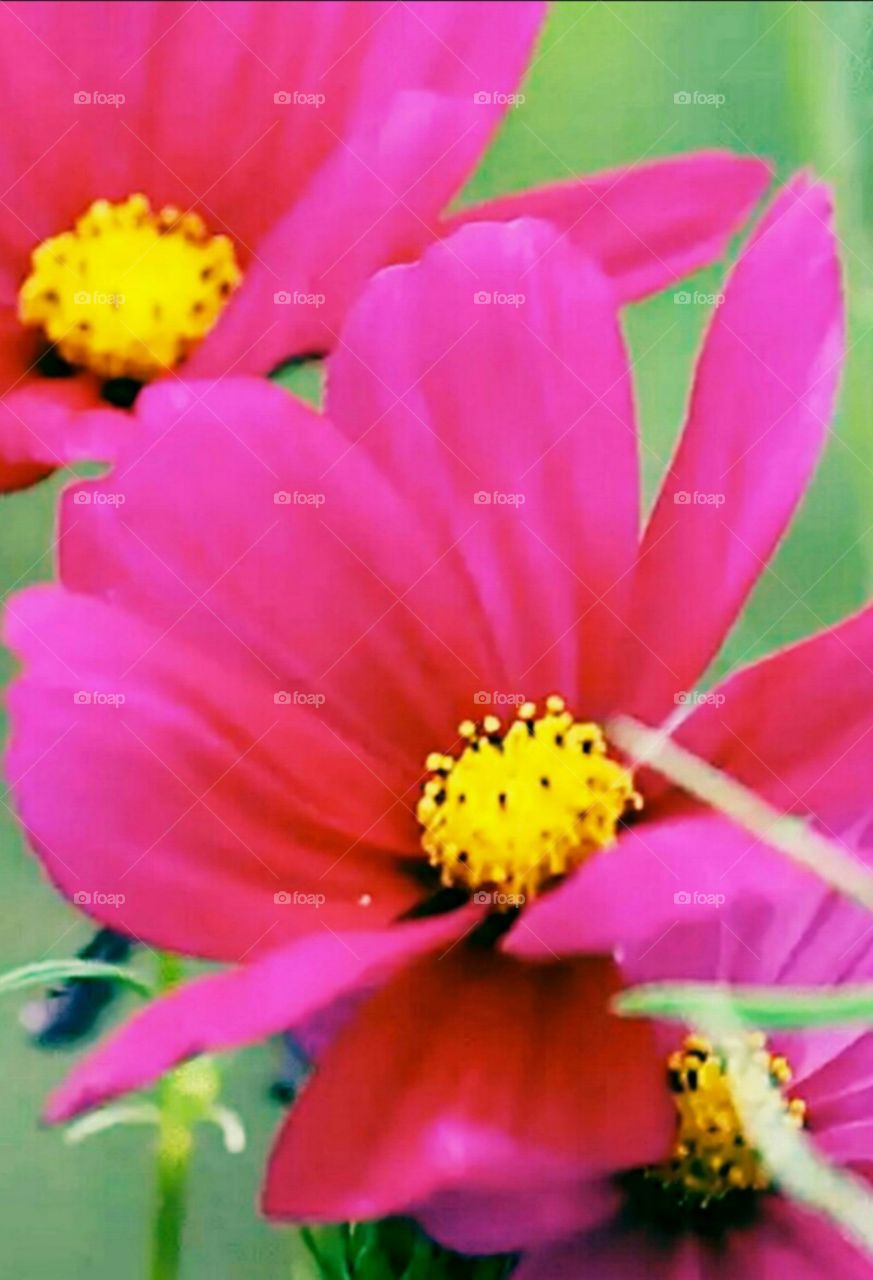 red cosmos flowers