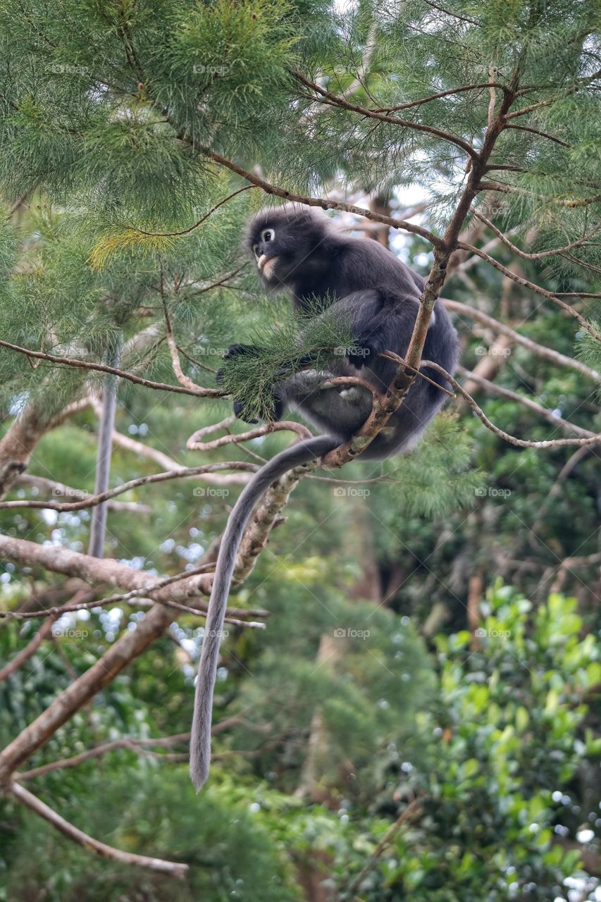 Dusky Leaf Monkey