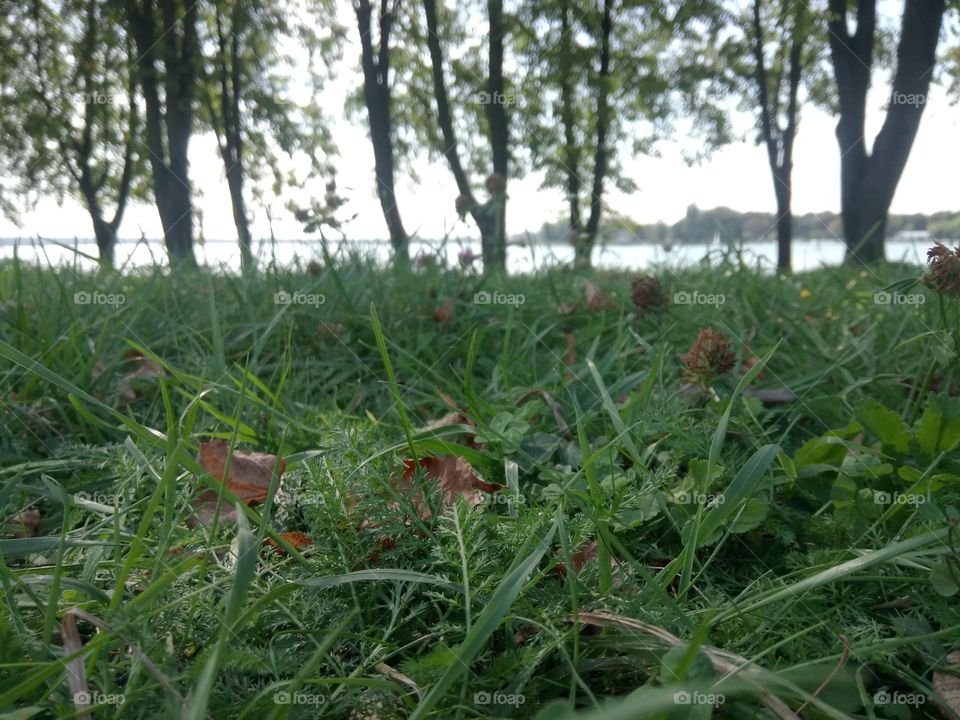Grass, nature
