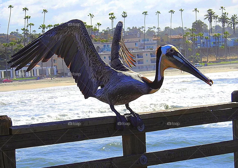 Pelican