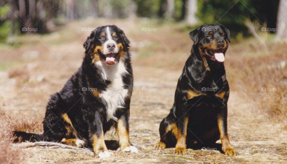 dogs animal pet friends by MagnusPm