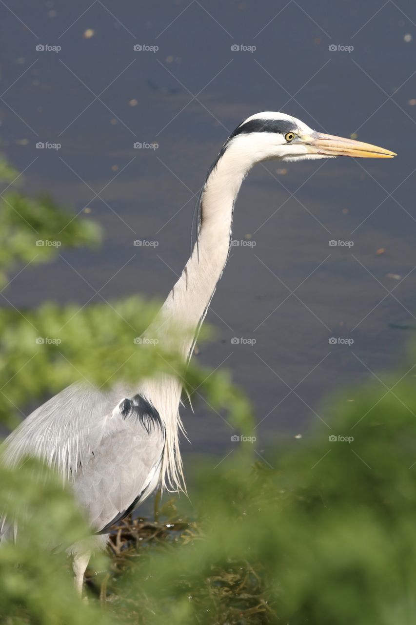Gray heron