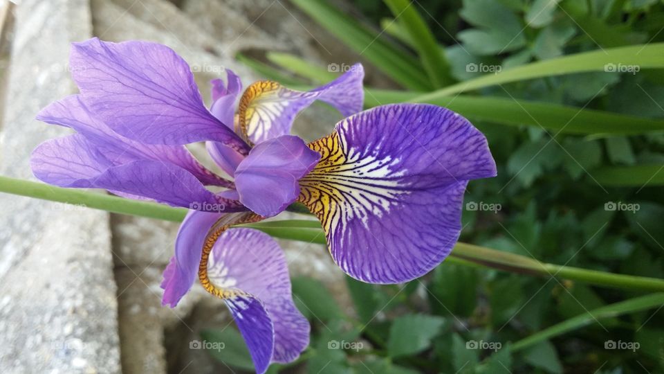iris