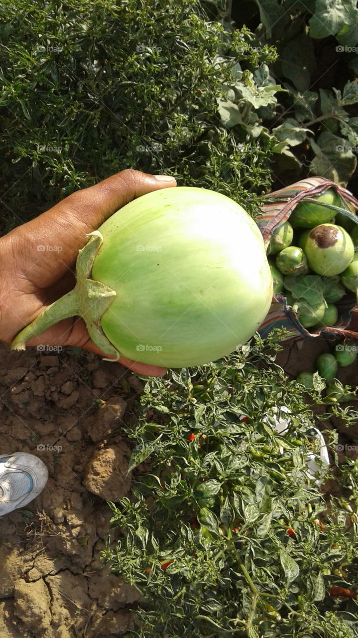 this a brinjal photo this brinjal is grown in my farm this brinjal is too large and fleshy