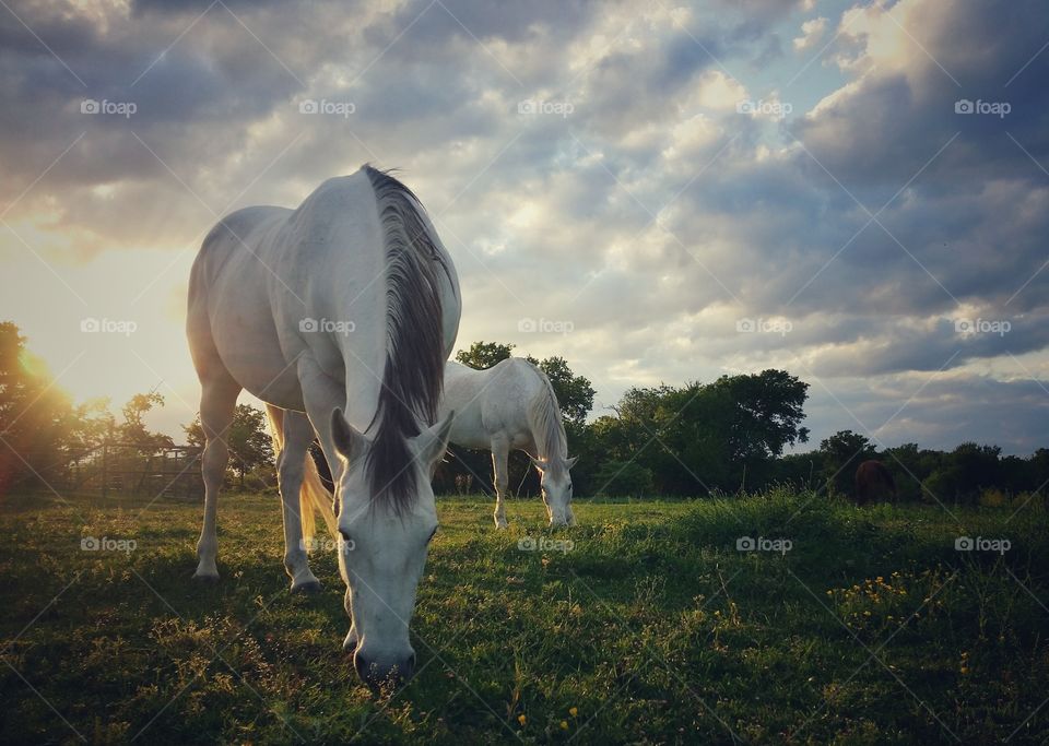 Horses Grazing at Sunset