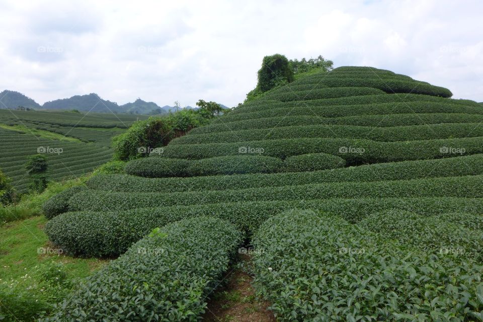 Tea tree hill
