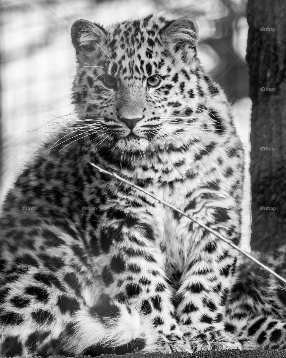 Black and white, Amur male Leopard Cub 