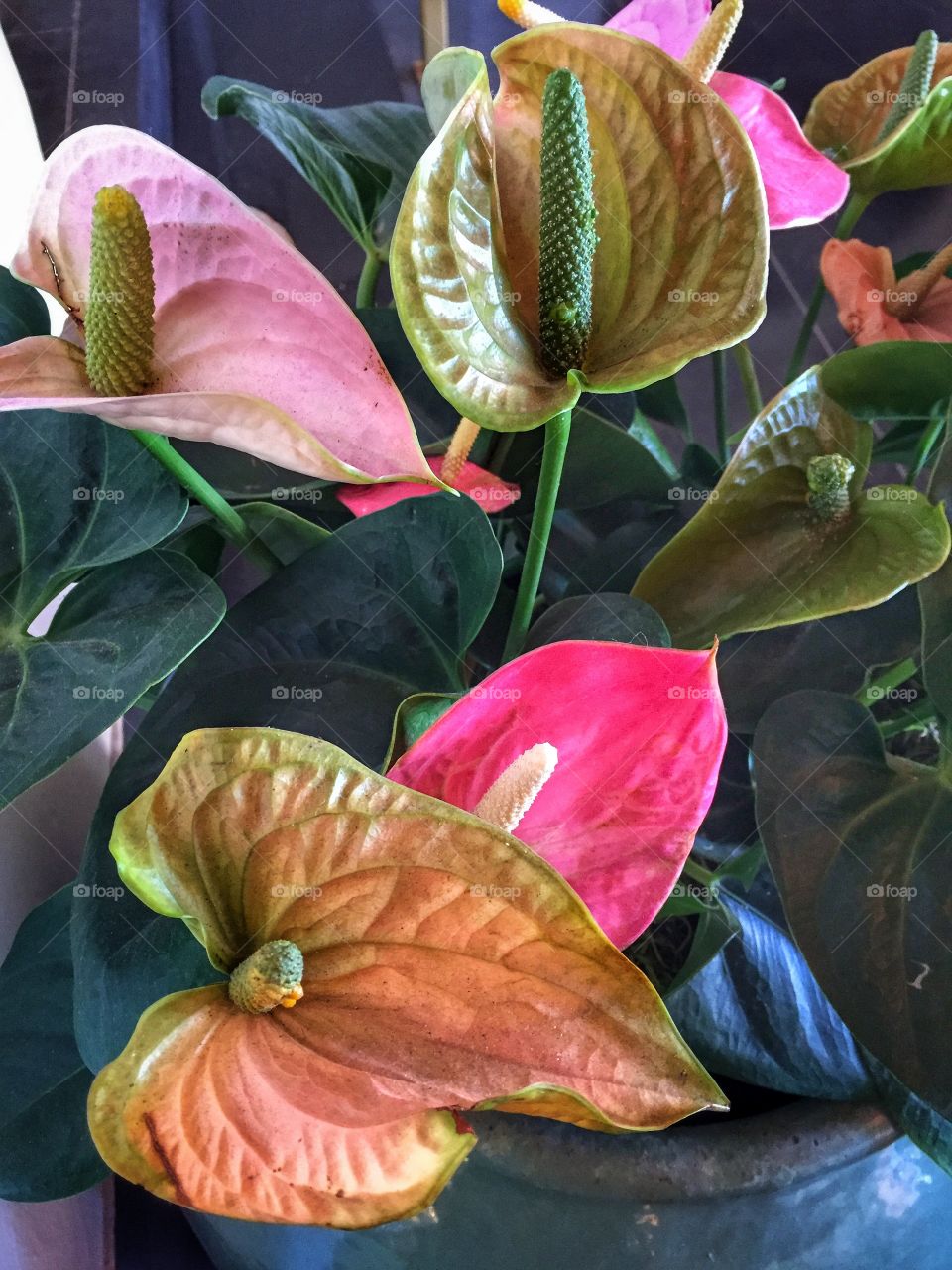 Anthuriums 